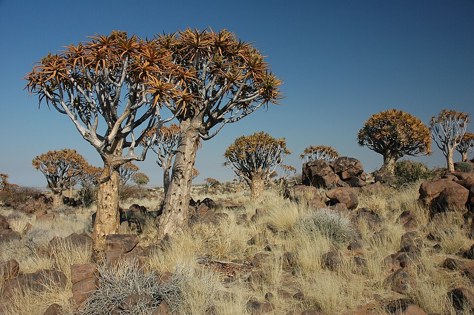 Speelbos