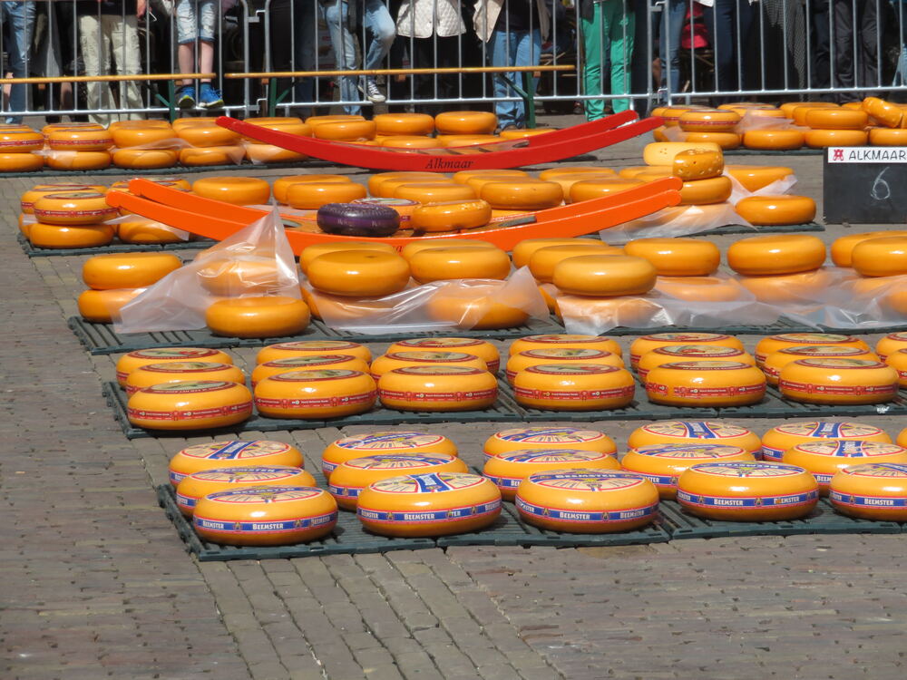 Kaaswielen op de kaasmarkt van Alkmaar