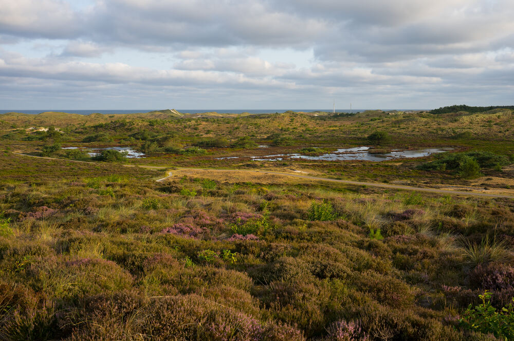 Duinlandschap in de Schoorlse Duinen met de zee aan de horizon