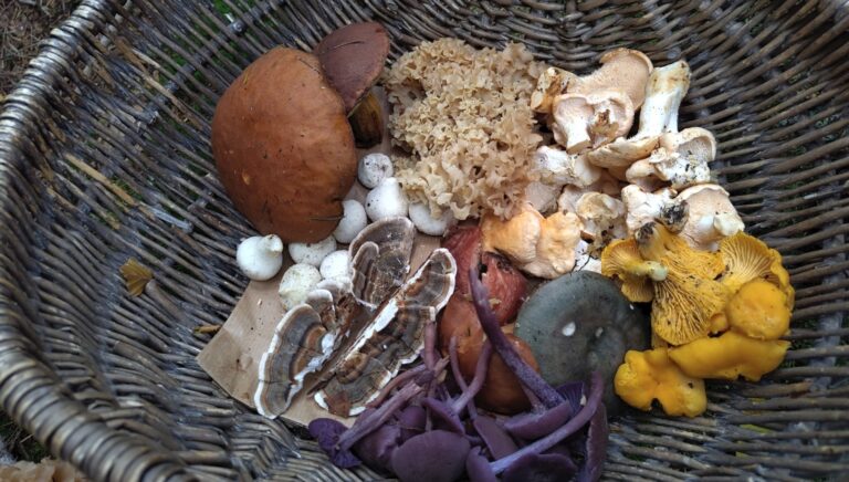 Eetbare paddenstoelen zoeken in het Gooise bos — Eten in Noord-Holland