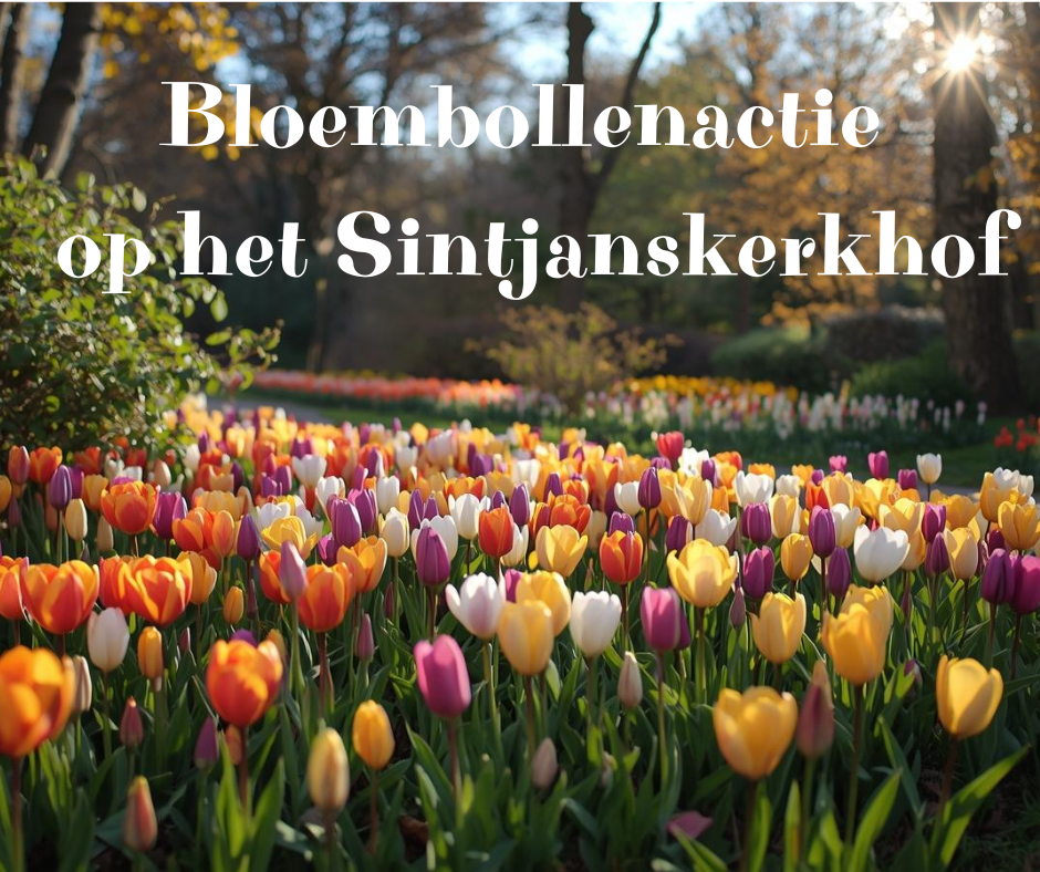 Bloembollenactie op het Sintjanskerkhof in Noord-Holland