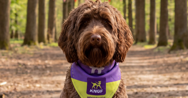 Honden Helden Hike in Amstelveen