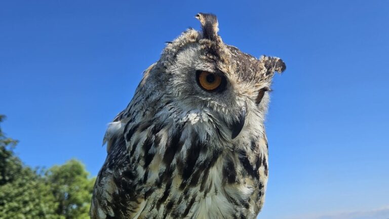 Roofvogelshow — Natuur in Noord-Holland