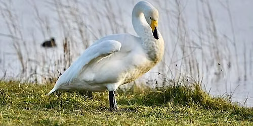 Wintervogels in de Castricum Duinen — Natuur in Noord-Holland