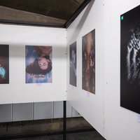 Expositie ‘Order in the Chaos’ in Laren